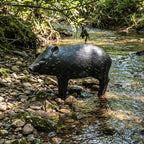 Real Wild 3D Competition Javelina Archery Target with EZ Pull Foam