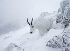 Real Wild 3D Mountain Goat Foam Archery Target